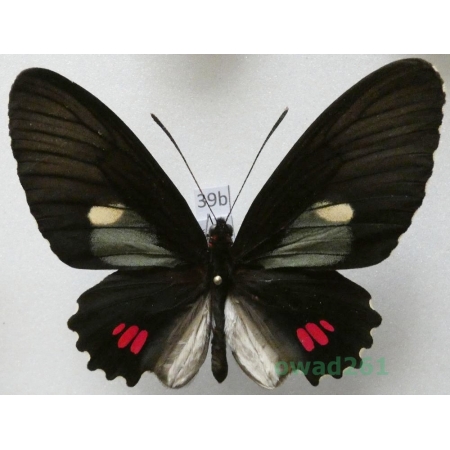 Parides erithalion xanthias (Rothschild & Jordan, 1906) Peru 71mm39b